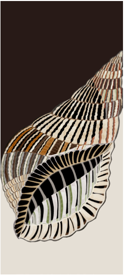 'Spiral Shell' in Taupe