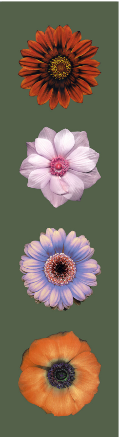 'Luminous Flower' in Olive