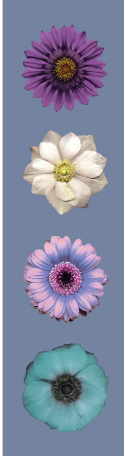 'Luminous Flower' in Blue